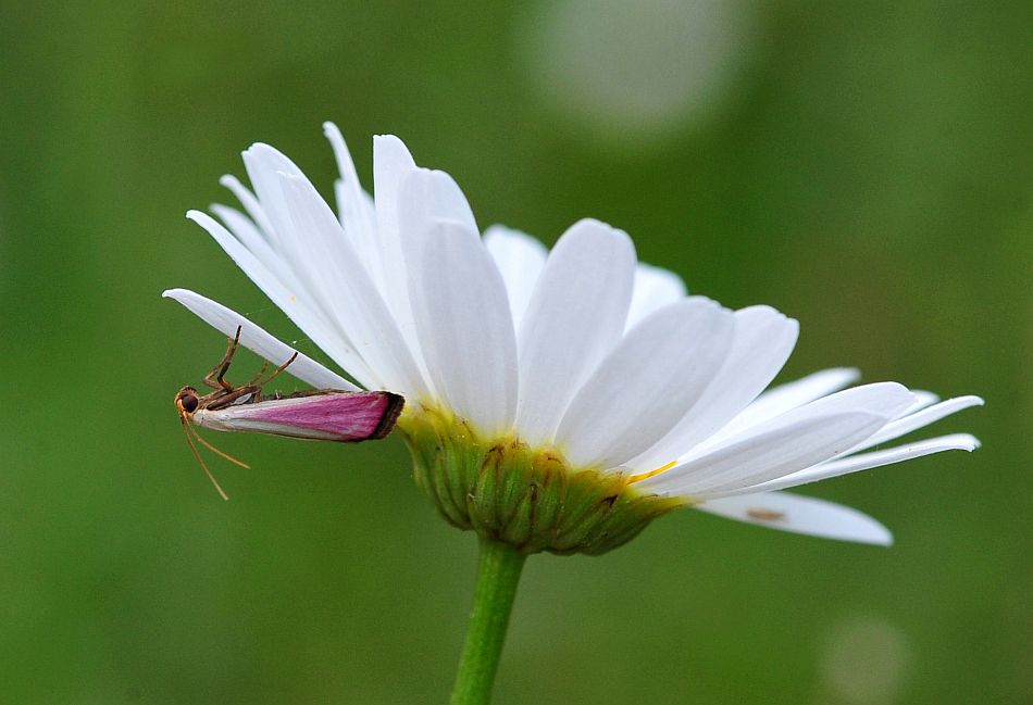 La vita in un fiore